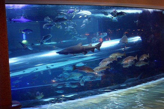 Застрашувачки тобогани низ аквариум со ајкули