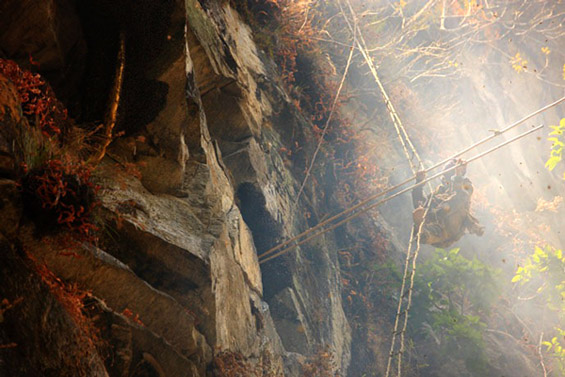(7) Непалските ловци на див мед Непалските ловци на див мед