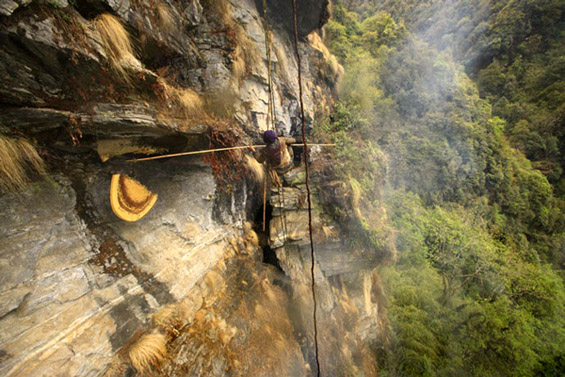 Непалските ловци на див мед