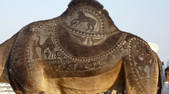 Уметнички потстрижани камили