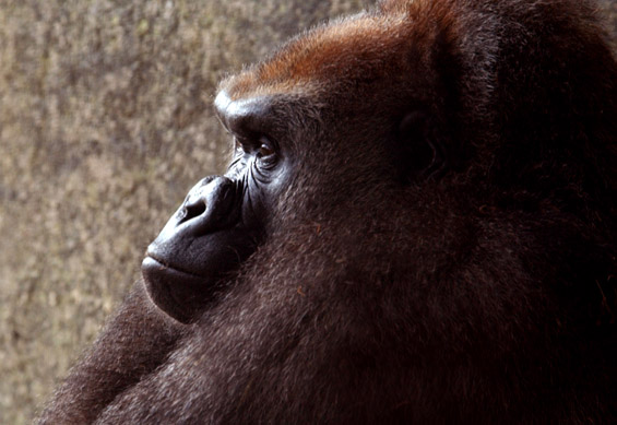 Извонредни фотографии и факти за горилата