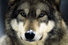 Добрите страни на волците заради кои ќе ги засакате