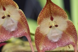 Мајмунска орхидеја