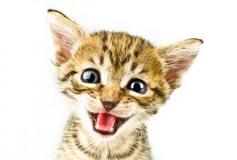 Зарем ова не се најслатките мачиња што некогаш сте ги виделе?