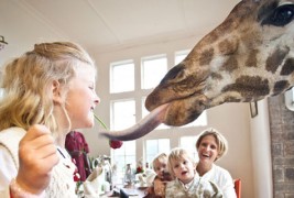 Би сакале ли да појадувате заедно со жирафи?