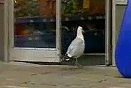 Галеб ограбува продавница