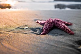 Интересни факти за впечатливите морски ѕвезди