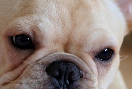 Изборот на кучето го открива карактерот на луѓето