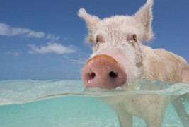 Најсреќните свињи на светот