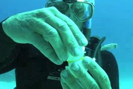 Што ќе се случи ако скршите јајце под вода?