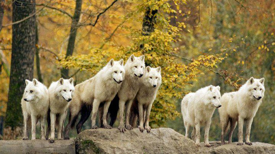 Добрите страни на волците заради кои ќе ги засакате