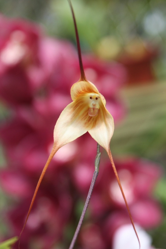 Мајмунска орхидеја