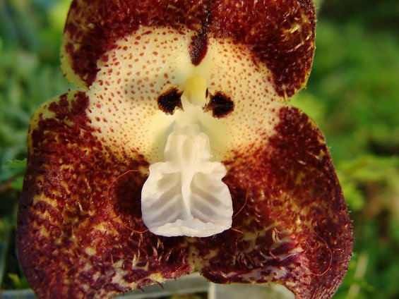 Мајмунска орхидеја