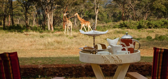 Би сакале ли да појадувате заедно со жирафи?