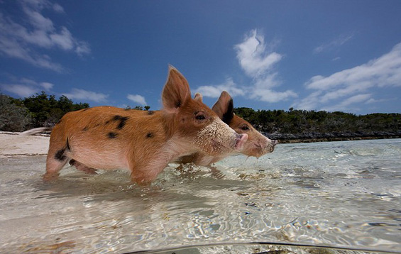 Најсреќните свињи на светот