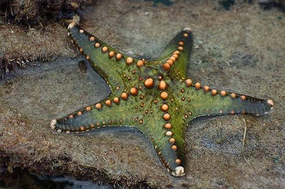 Интересни факти за впечатливите морски ѕвезди