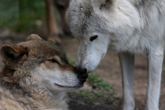 Добрите страни на волците заради кои ќе ги засакате