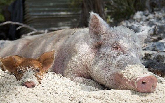 Најсреќните свињи на светот
