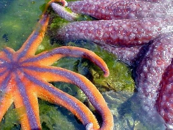 Интересни факти за впечатливите морски ѕвезди