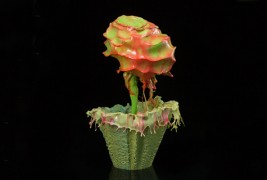 Ликвидни цвеќиња „замрзнати“ во времето