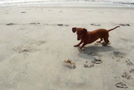 Необично пријателство помеѓу кутре и ракче