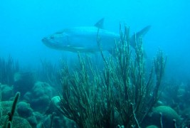 Суштества од коралните гребени