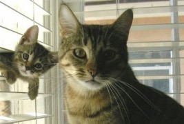 Животните со своите мали слатки наследници