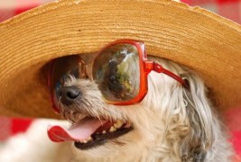 Како да го заштитите вашето маче или куче од топлото време?