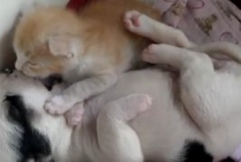 Мачка и куче водат љубов пред камера