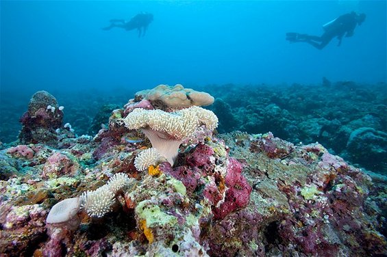 Суштества од коралните гребени