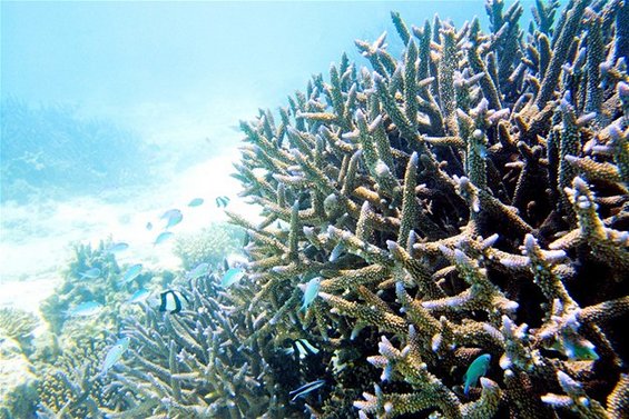 Суштества од коралните гребени