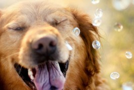 17 годишна девојка прави слатки фотографии со нејзините кучиња