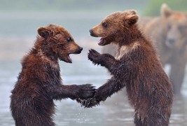 Како се забавуваат мечките во Русија?