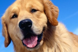 Најверните раси кучиња