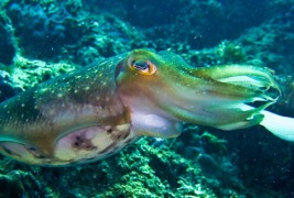 Што се случува со лигња која слуша хип хоп?