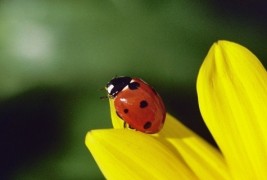 Животни кои го предвидуваат времето