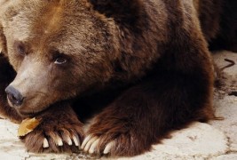 Би чувале ли мечка како домашно милениче?