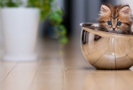 Ова е најслаткото маче на светот