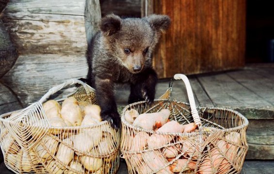 Би чувале ли мечка како домашно милениче?