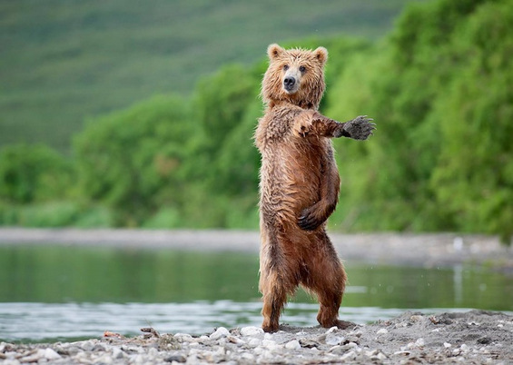 Како се забавуваат мечките во Русија?
