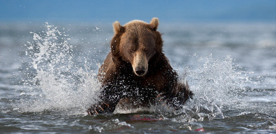 Како се забавуваат мечките во Русија?