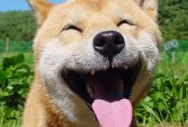 Состојбите во голема компанија прикажани преку смешни кучиња