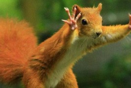 Животни фотогорафирани во вистинскиот момент