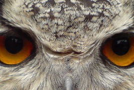 Фантастични фотографии направени со смартфони