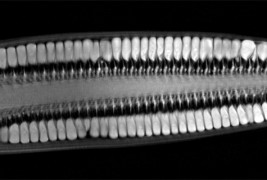 GIF анимации на овошје и зеленчук снимени на магнетна резонанца