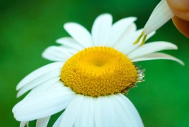 Најпознати суеверија поврзани со љубовта