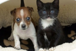 Напуштено кутре и маче, најдобри другари