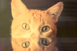 Водич за поквалитетен живот од слаткото маче Бретон