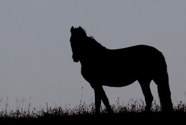 Забавна мозочна гимнастика: 12 кул оптички илузии