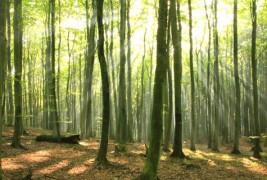 Зошто ова дрво дише?